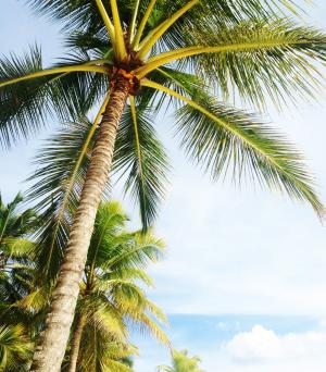 棕榈树, 假日, 迈阿密海滩, 佛罗里达州, 绿色, 海滩, 黄色