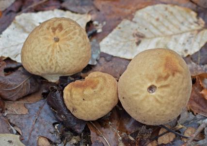马勃菇, 蘑菇, 真菌, 森林的地面, 冬天, 1 月, 自然
