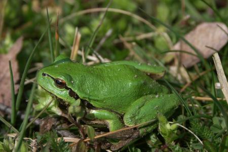 绿色, 青蛙, 绿色的小青蛙, 自然, 关闭, 小, 树蛙