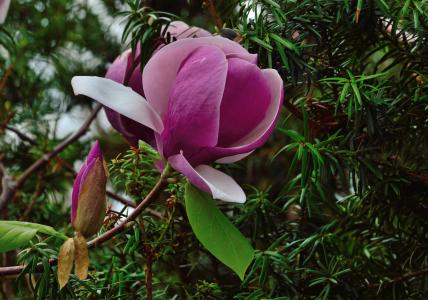 郁金香树, 皇家植物园, 哈密尔顿安大略, 花, 粉红色的花朵, 植物区系