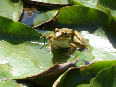 青蛙, 池塘, 水, 绿色, 动物, 两栖类动物, 自然