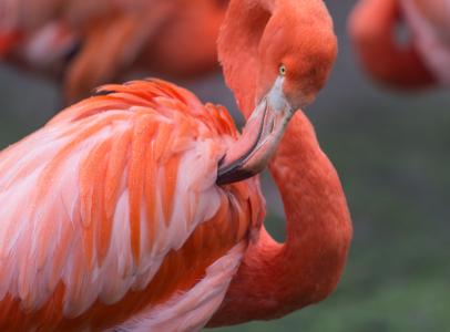 火烈鸟, 橙色, 野生, 野生动物, 颜色, 红色, 非洲