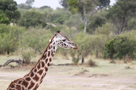 野生动物园, 野生动物, 动物, 自然, 肯尼亚, 坦桑尼亚, 荒野