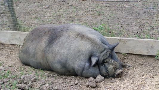 猪, 肥猪, 家养动物, 动物, 哺乳动物, 猪肉, 国内的猪