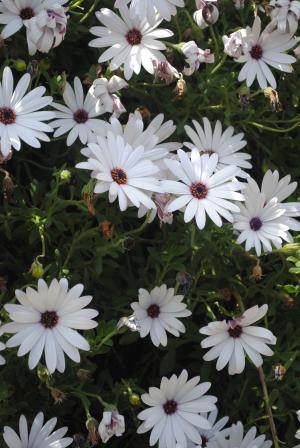 雏菊, 白色, 花, 自然, 黛西, 植物, 春天