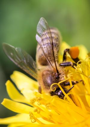 蜜蜂, 特写, 宏观, 昆虫, 自然, 蜂蜜, 黄色