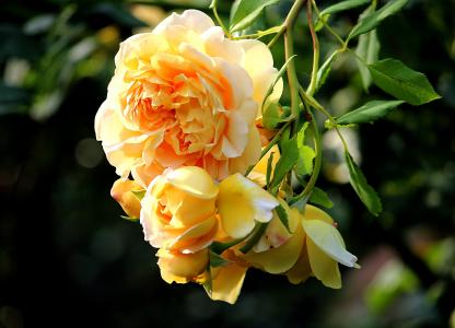 夏季, 黄玫瑰, 开花, 绽放, 玫瑰绽放