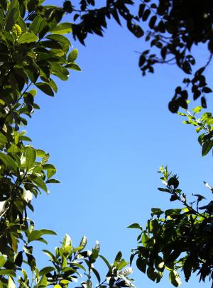 框架, 自然, 叶子, 蓝色, 天空