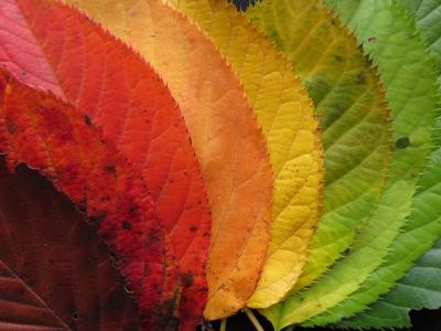 秋天的落叶, 秋天的树叶, 多彩, 秋天, 秋天, 颜色, 色彩缤纷