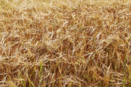 小麦, 麦田, 黄色, 黄金, 免疫, 谷物, 农业