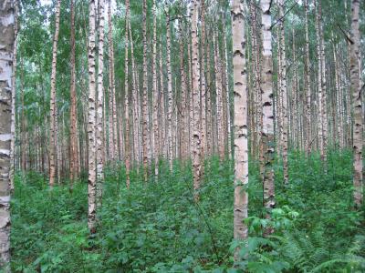 白桦, 桦木, 树木, 芬兰, 森林, 木材, 树干