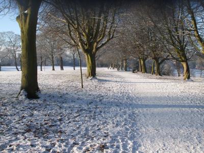 白雪皑皑, 公园, 树木, 路径, 冬天, 雪, 树