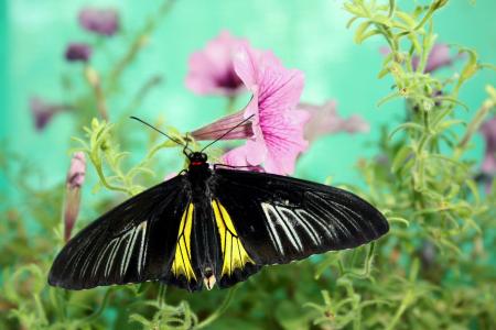 蝴蝶, 自然, 昆虫, 特写, 热带昆虫