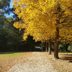 路径, 树, 秋天, 秋天的落叶, 黄色, 国家, 步行