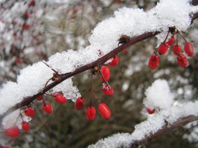 冬天, 雪, 浆果, 红色, 白色, 寒冷, 荆棘
