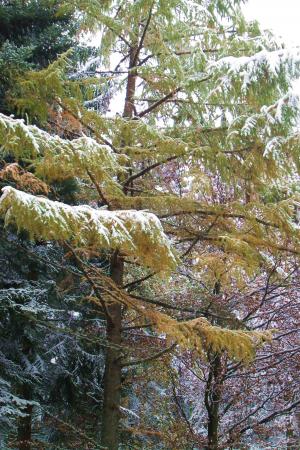 落叶松, 雪, 冬天, 树, 寒冷, 白雪皑皑, 针叶树