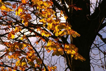 秋天, 秋天的心情, 叶子, 树, 金色的秋天, 黄色, 森林