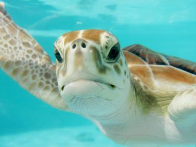 墨西哥, 海龟, 游泳, 水下, 自然, 动物, 海