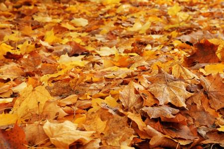叶子, 森林, 秋天, 秋天的落叶, 森林的地面, 秋天的颜色, 叶
