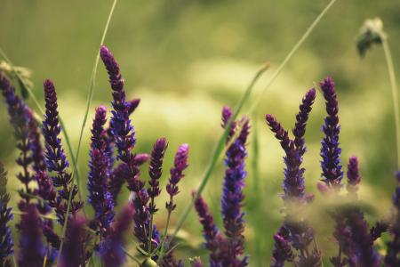 自然, 紫色, 蓝色, 熏衣草, 增长, 植物, 花