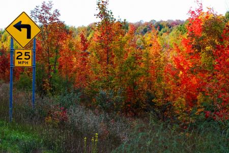 秋天, 秋天, 树木, 叶子, 颜色, 颜色, 限速