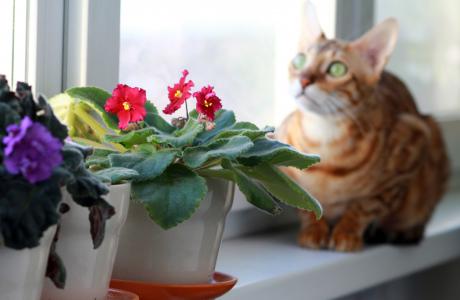 猫, 孟加拉语, 宠物, 窗台上, 品种, 窗口, 紫罗兰色