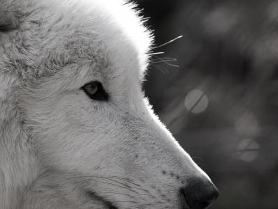 狼, polarwolf, 野生动物, 眼睛, 关闭, 野生动物公园, 毛皮