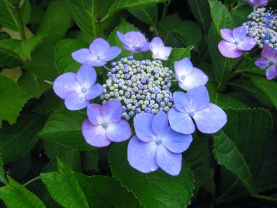 绣球花, ota kisan, 花, 靛蓝, 蓝色, 紫色, 蓝紫