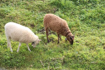 羊, 放牧, 草, 动物, 农场, 白色, 棕色