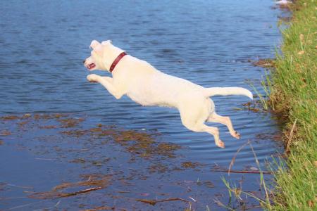 狗, 跳转, 水, 快乐, 运动, 宠物, 动物