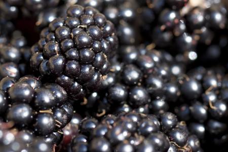 黑莓, 浆果, 宏观