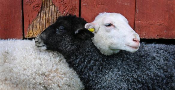 五月, 羔羊, 朋友, 家养动物, 牲畜, 哺乳动物, 母牛