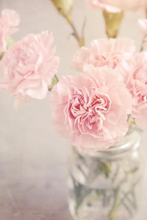 丁香, 花, 粉色, 粉红色的花朵, 粉红色的康乃馨, 投标, 浪漫