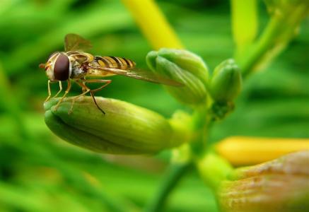 悬停黄蜂, 蚜, 昆虫, 昆虫的宏, 自然, 宏观, 飞