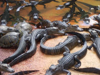 鳄鱼, 沼泽, 大沼泽地国家公园, 海龟, 堆, 野生动物, 爬行动物