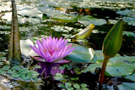 水百合, 水生植物, 池塘, 开花, 绽放, 自然