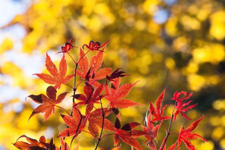 枫树, 秋天, 叶, 红色, 黄色, 叶子, 着色