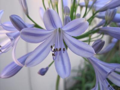 子花, 蓝紫色, 精致的颜色, 爱情之花, 爱加倍, 灯泡厂, 耐寒植物