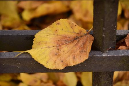 叶, 秋天, 在秋天的表, 无常, 金属, 叶在金属上, 秋天的叶子