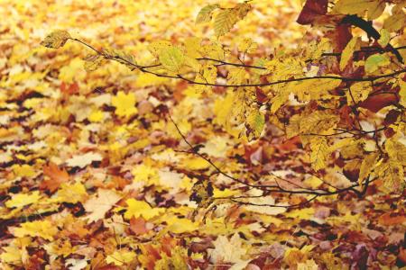 秋天, 叶子, 金, 黄色, 森林, 森林的地面, 秋天的颜色