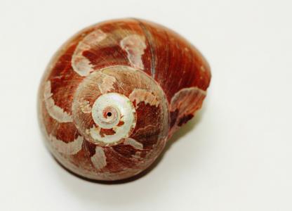 蜗牛, 壳, 关闭, 蜗牛的壳, 自然, 动物, 动物