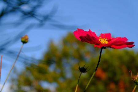 科斯梅亚, 开花, 绽放, 红色, schnittblume, 牧场, 公园