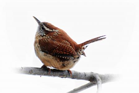 鸟类, 卡罗来纳州雷恩, 棕色, 春天, 野生动物