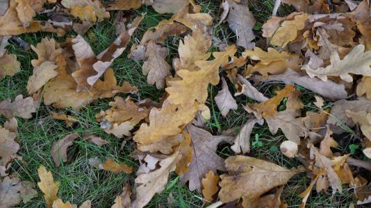 叶子, 纹理, 秋天的落叶, 森林的地面, 棕色, 自然
