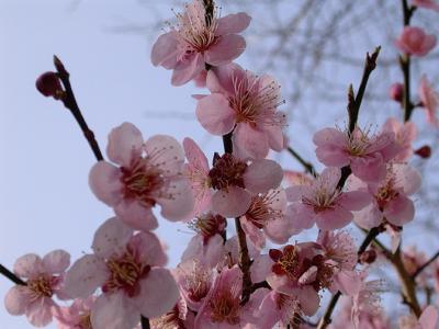 樱花, 树木, 春天, 粉色, 花, 花香, 花瓣