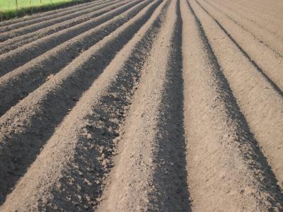 耕作, 马铃薯栽培, aardappelrug