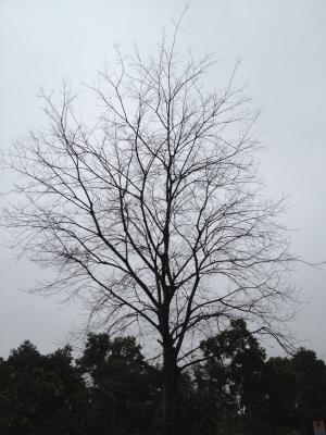 树, hokaido, 分支机构, 冬天, 剪影
