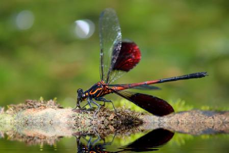 蜻蜓目, euphaeidae, euphaea 福尔摩沙哈根, 昆虫, 动物主题, 特写, 在野外的动物