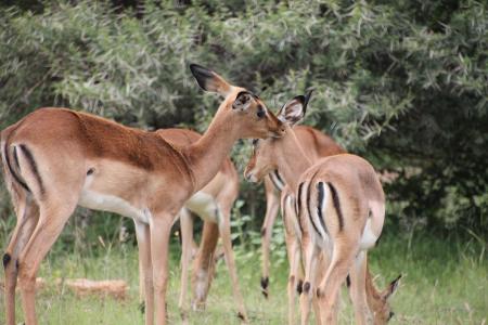 springbuck, 羚羊, 非洲, 野生动物, 动物, 荒野, 草食动物