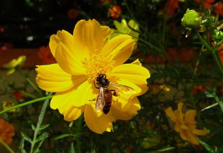 花, 宇宙, 黄色, 大同变种, 蜜蜂, 蜂蜜蜜蜂, 蜂蜜蜂